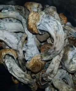 ALBINO PENIS ENVY
