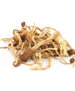 Psilocybe Mexicana
