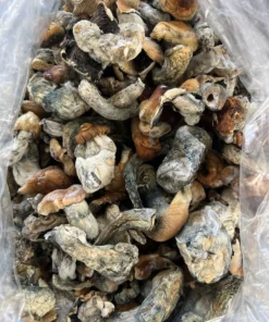 Hillbilly Mushroom Strain